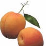 apricots