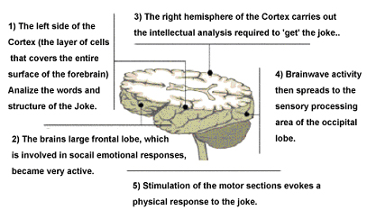 brain