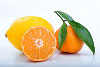 citrus